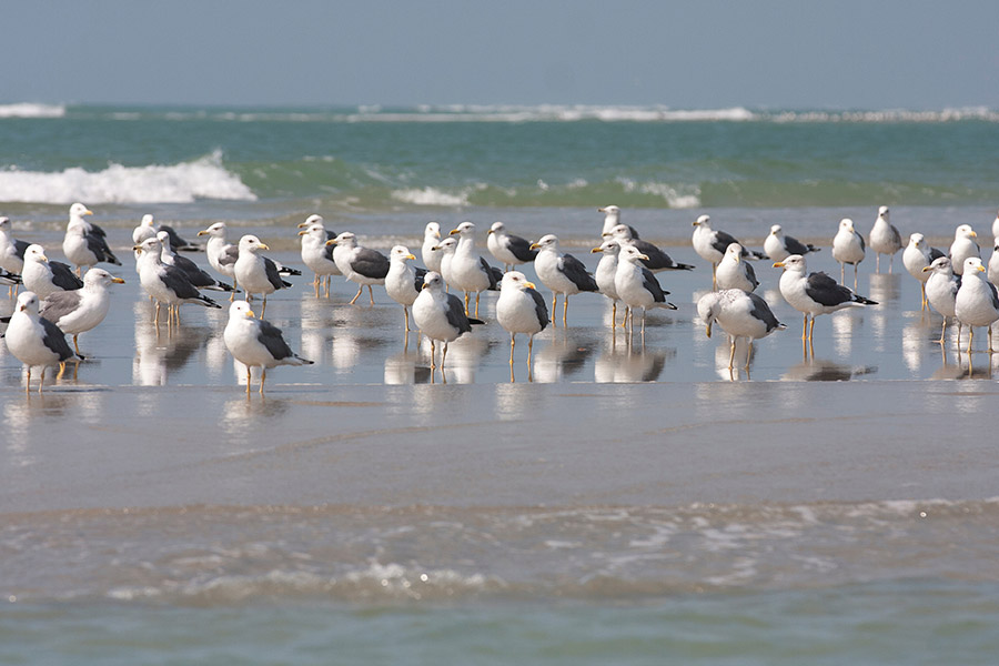 The White Seabirds at the Mannar Gulf