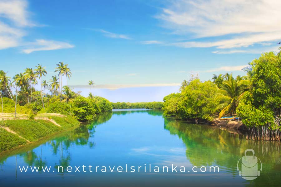 Koggala lake on a sunny day, coconut trees and mangroves on the lakeside