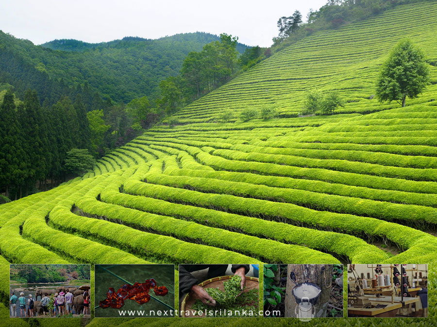 Lush green tea plantations in Sri Lanka, with supporting economic visuals including tourism, gem trade, agriculture, rubber tapping, and manufacturing, representing everything you need to know about the economy of Sri Lanka